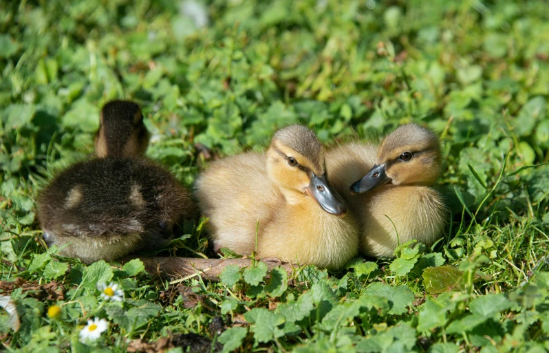 a group of ducks sitting on top of a lush green field, pexels, hurufiyya, with chicks, avatar image, close-up photo