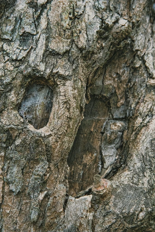 a close up of a tree trunk with holes in it, an album cover, ((trees)), minn, multiple stories, grey