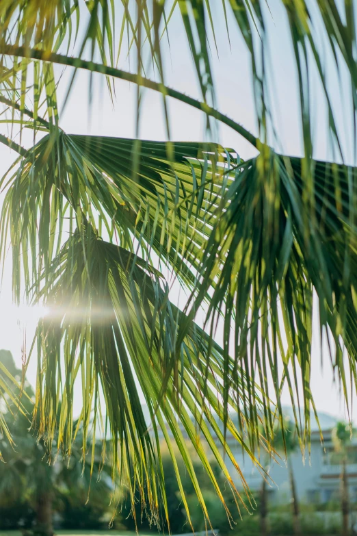 the sun shines through the leaves of a palm tree, unsplash, happening, overexposed photograph, jamaica, multiple stories, exterior shot