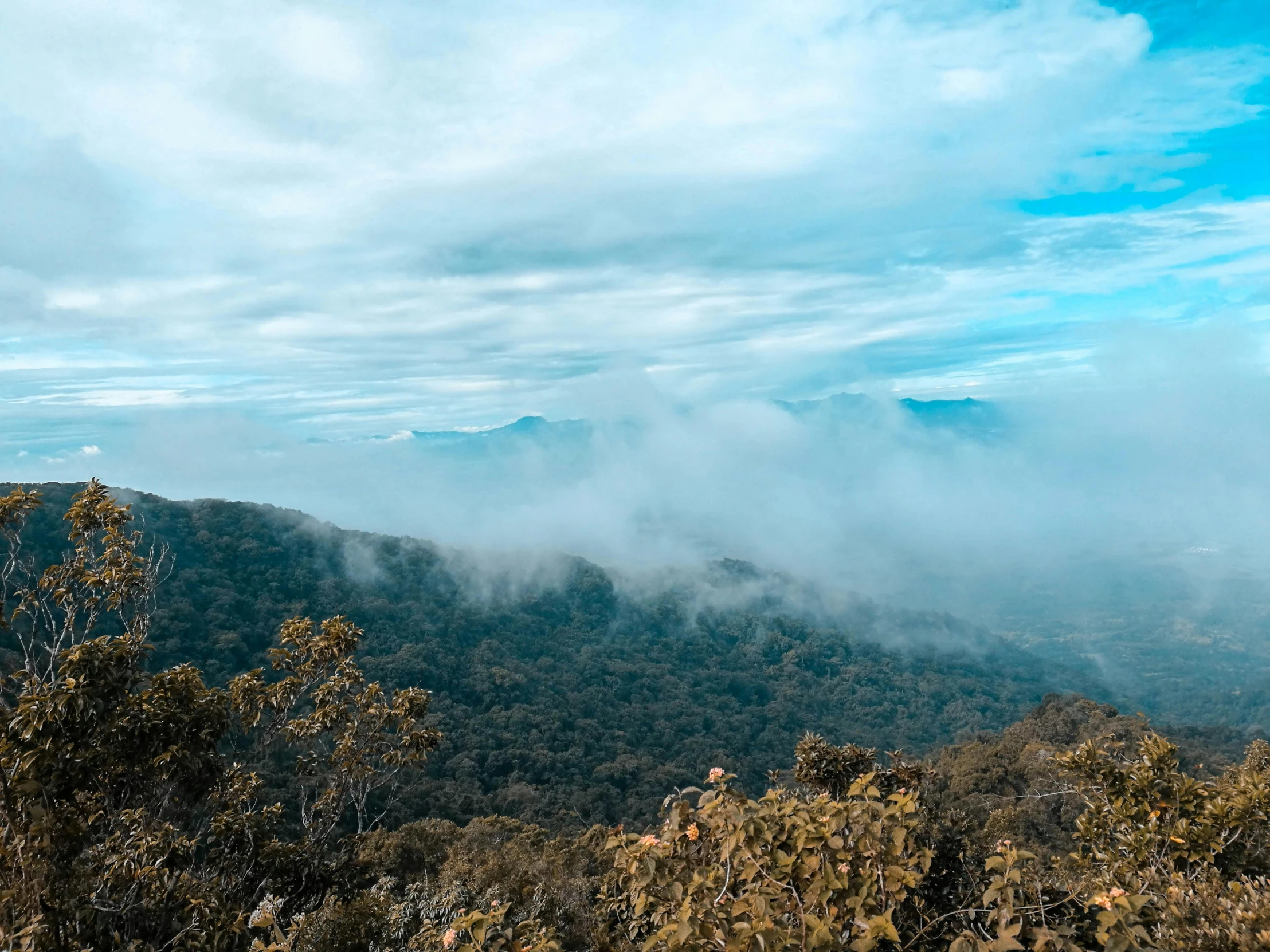 a view of the mountains from the top of a hill, by Lee Loughridge, unsplash contest winner, sumatraism, australian bush, cyan fog, background image, high angle view