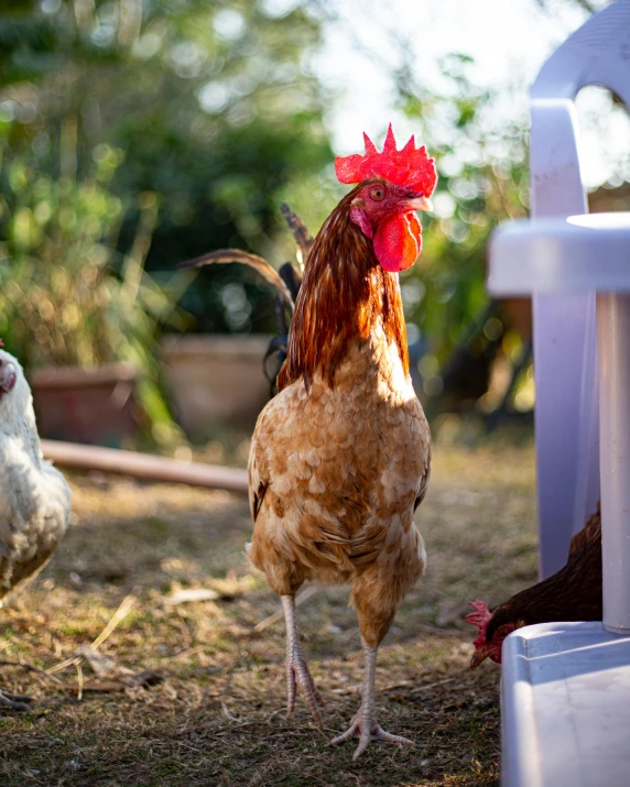 a group of chickens standing on top of a grass covered field, sitting on top a table, profile image