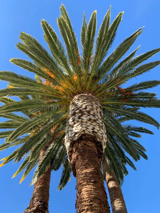 a couple of palm trees standing next to each other, profile image, up-close