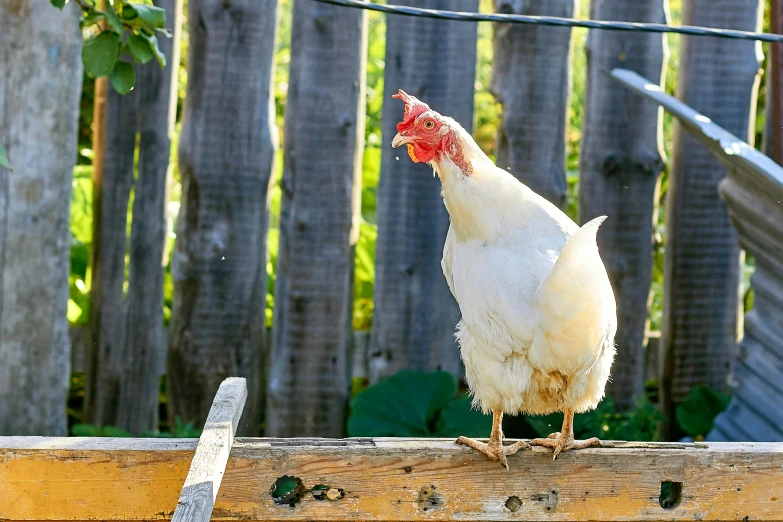 a white chicken standing on top of a wooden bench, unsplash, renaissance, 🦩🪐🐞👩🏻🦳, permaculture, multiple stories, profile image