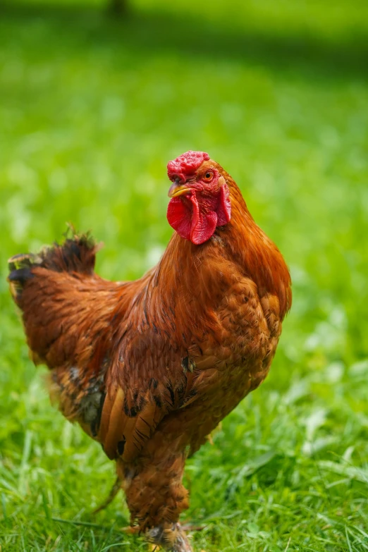a brown chicken standing on top of a lush green field, slide show
