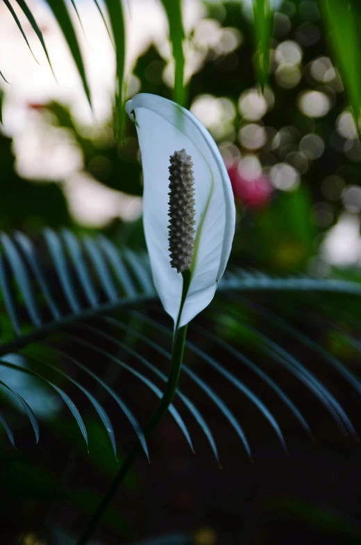 a white flower sitting on top of a green leaf, a palm tree, exterior shot, cone shaped, shot on sony a 7