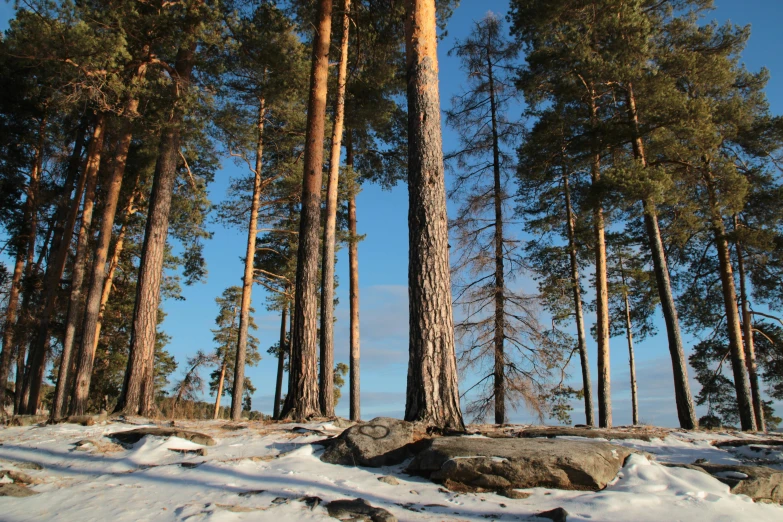 a group of trees that are standing in the snow, by Veikko Törmänen, unsplash, land art, in avila pinewood, in a sunny day, still from a nature documentary, lumberjack