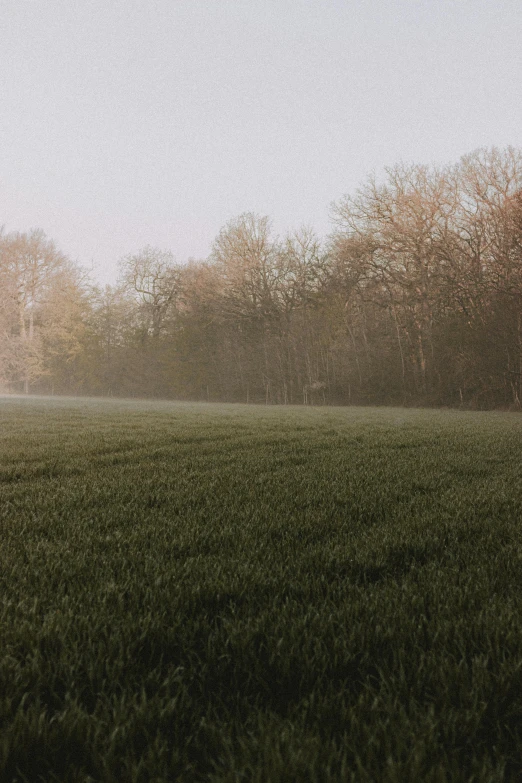 a field of grass with trees in the background, by Andries Stock, unsplash contest winner, soft light dull mood, early spring, ground haze, cinematic shot ar 9:16 -n 6 -g