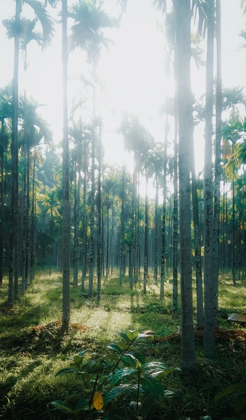 a forest filled with lots of tall palm trees, an album cover, inspired by Elsa Bleda, unsplash contest winner, sumatraism, 8k vray render, panorama shot, sparse pine forest long shadows, ((forest))