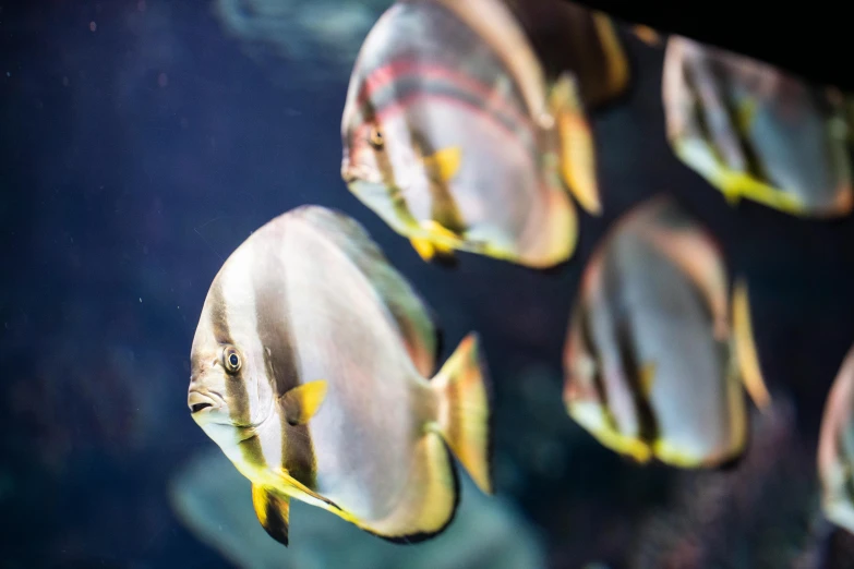 a group of fish swimming next to each other, a portrait, pexels, visual art, butterflyfish, fish seafood markets, te pae, professionally post - processed