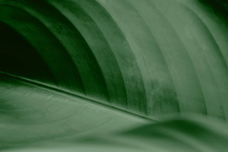 a close up of a large green leaf, an album cover, trending on pexels, minimalism, desaturated, dark green, monochrome, jade green