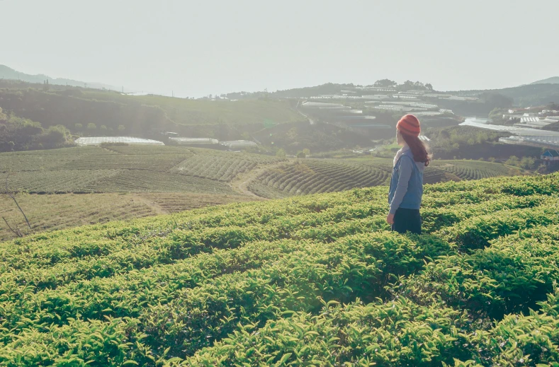 a woman standing on top of a lush green field, secret tea society, whealan, sunfaded, in rows