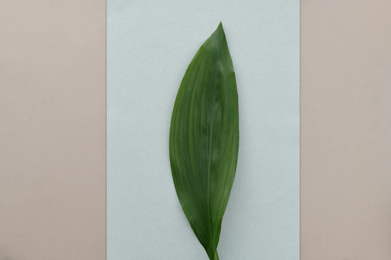 a close up of a leaf on a table, a minimalist painting, inspired by Robert Mapplethorpe, trending on pexels, postminimalism, pale pink grass, pristine quality wallpaper, emerald, sheet of paper