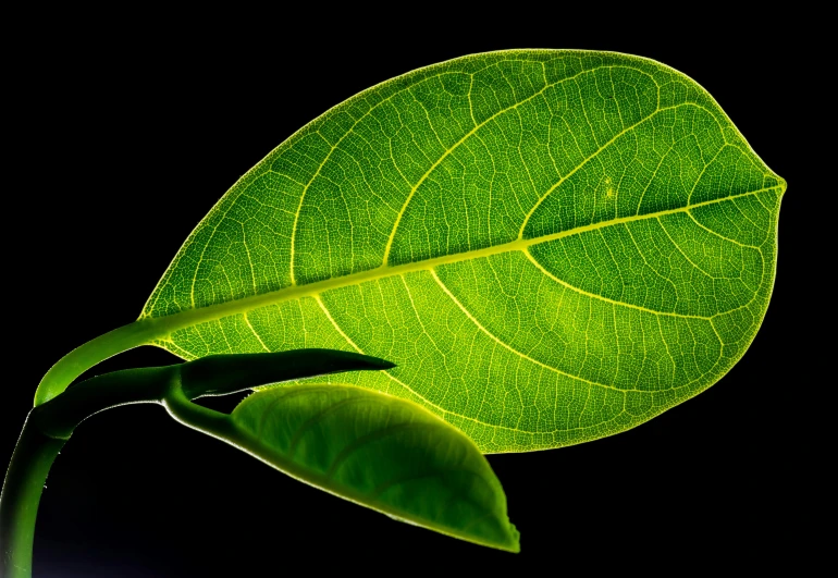 a close up of a green leaf on a black background, pixabay, taken with sony alpha 9, magnolia big leaves and stems, brightly lit, highly detailed image