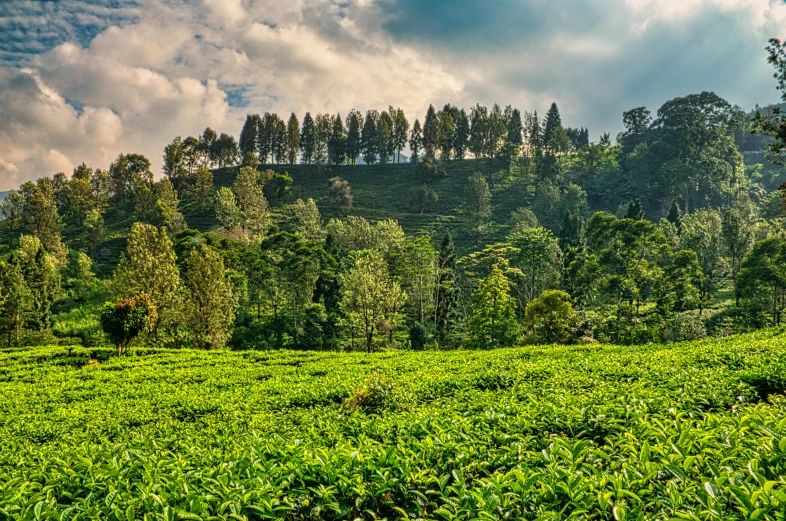 a lush green field with trees in the background, by Peter Churcher, pexels contest winner, sumatraism, tea, unmistakably kenyan, post processed, istock