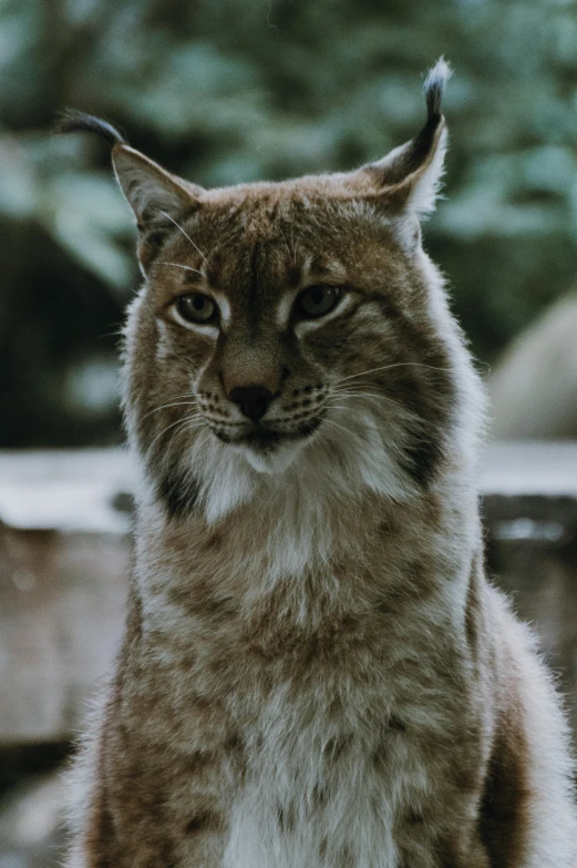 a close up of a lynx sitting on a rock, trending on unsplash, renaissance, grainy quality, smirking, high quality photo, video