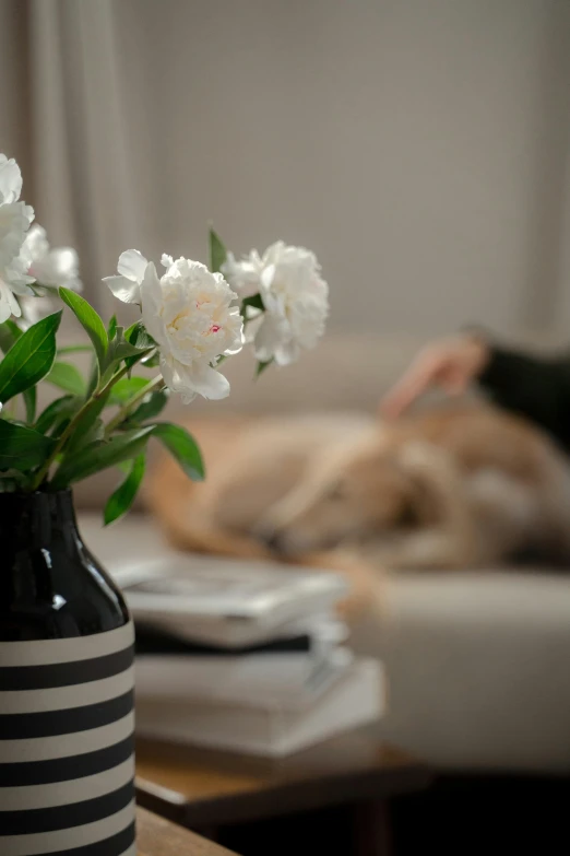 a close up of a vase with flowers on a table, a still life, unsplash, romanticism, with dogs, relaxing on the couch, manuka, soft vinyl