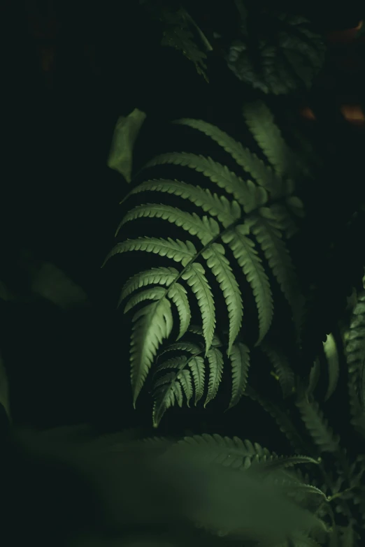 a close up of a plant with green leaves, an album cover, inspired by Elsa Bleda, unsplash contest winner, australian tonalism, fern, dark forest at night, contain, a dark