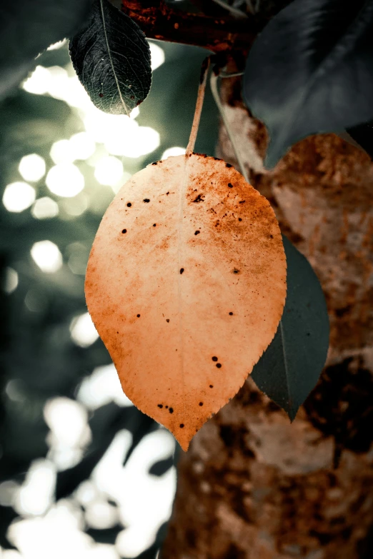 a close up of a leaf on a tree, an album cover, inspired by Elsa Bleda, trending on pexels, light orange values, sorrow, brown, vivid