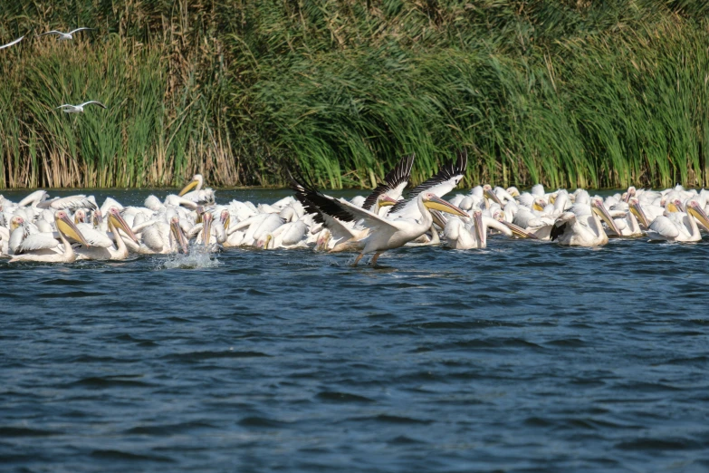 a bunch of birds that are in the water, on a lake, sitting down