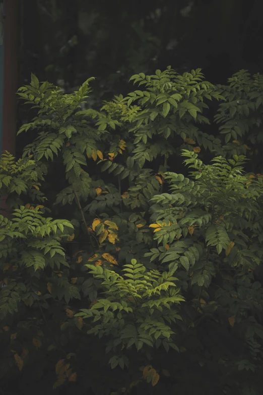 a red fire hydrant sitting next to a bush, inspired by Elsa Bleda, unsplash, tonalism, dark green leaves, green and yellow, fern, full frame image