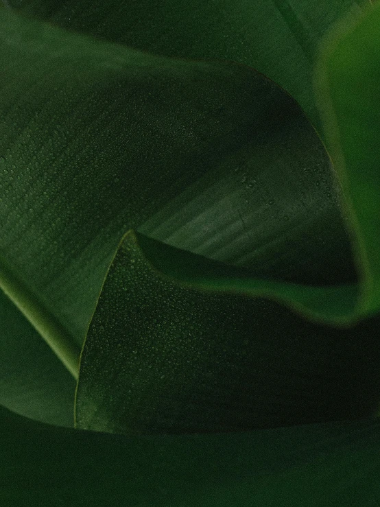 a close up of a plant with green leaves, organic liquid textures, detailed product image, biophilia mood, medium-shot