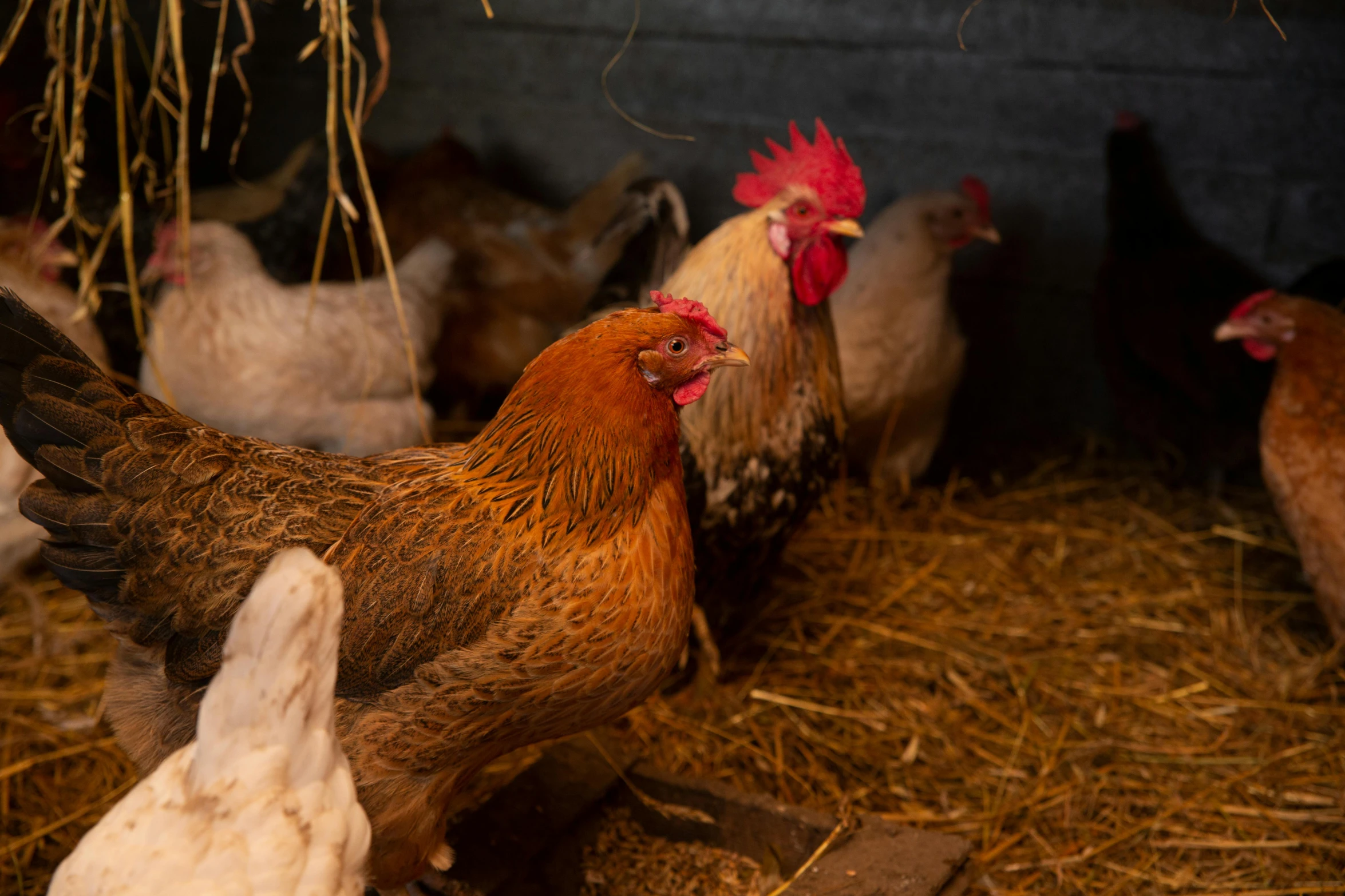 a group of chickens standing next to each other, a portrait, unsplash, inside a barn, profile image, realistic »