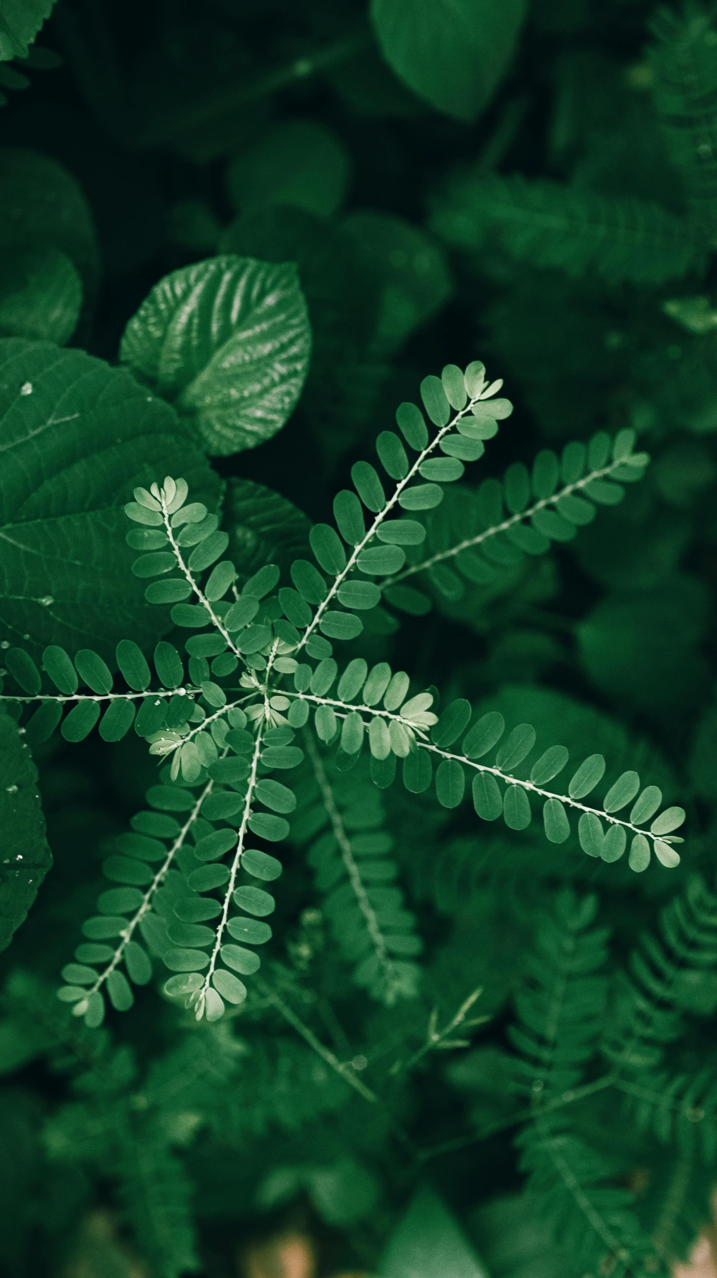 a close up of a plant with green leaves, trending on pexels, top-down shot, instagram post, paul barson, multiple stories