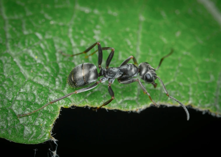 a black ant standing on top of a green leaf, by Robert Brackman, pexels contest winner, photorealism, grey, at night, high angle, 4k'