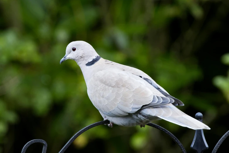 a bird sitting on top of a metal fence, white dove, pale grey skin, highly polished, on display