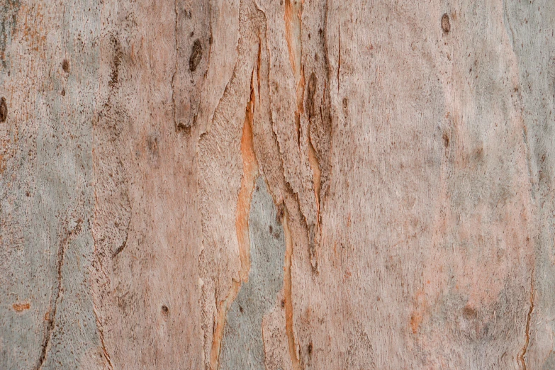 a close up of the bark of a tree, an album cover, trending on pexels, australian tonalism, background image, light tan, slightly red, on clear background