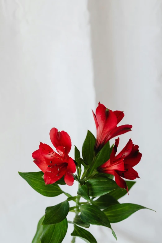 a vase filled with red flowers on top of a table, a still life, unsplash, lily flower, with a white background, rain lit, 3/4 front view