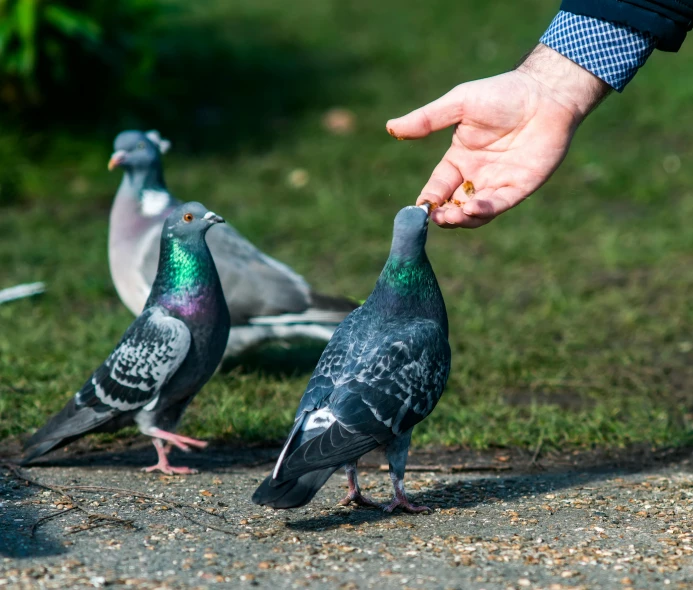 a person feeding a pigeon from a person's hand, multi - coloured, parks and gardens, grey