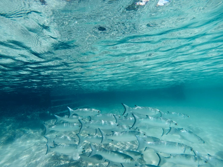 a large group of fish swimming in the ocean, by Charlotte Harding, unsplash contest winner, surrealism, ground level shot, shiny silver, teals, ready to eat