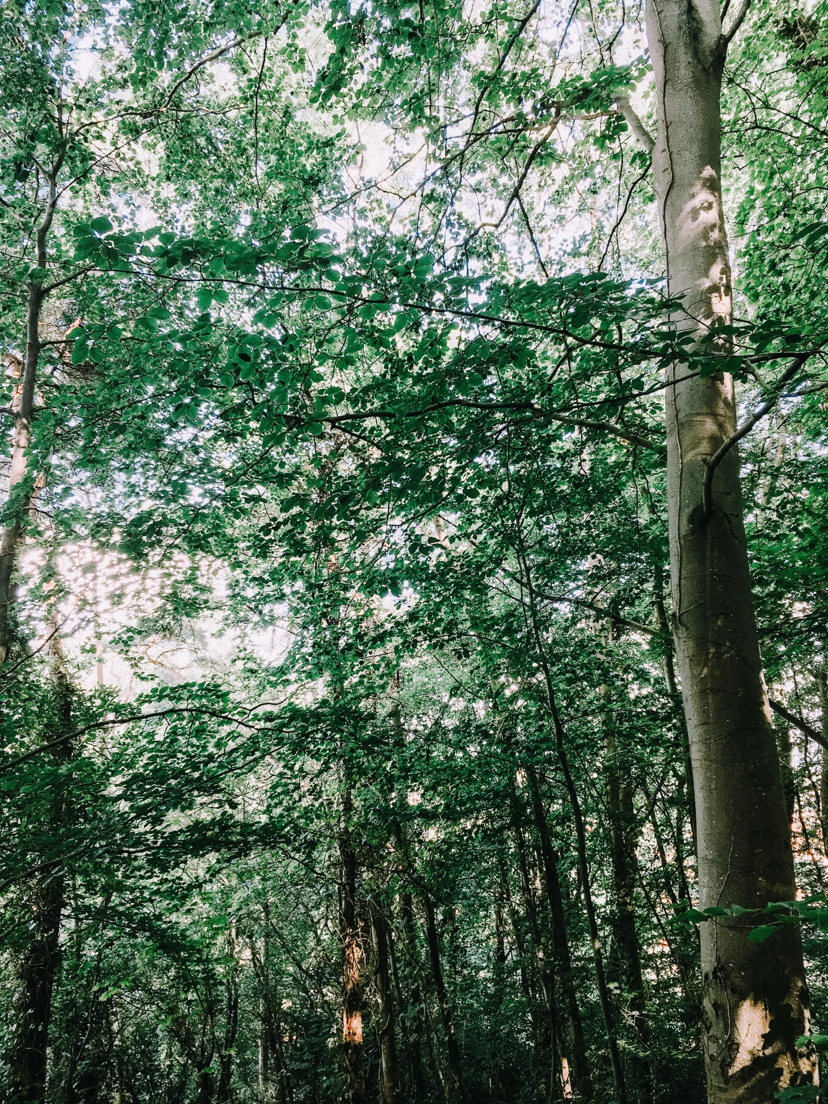 a forest filled with lots of green trees, by Jacob Toorenvliet, unsplash, taken on iphone 14 pro, low quality photo, ((trees)), taken with kodak portra