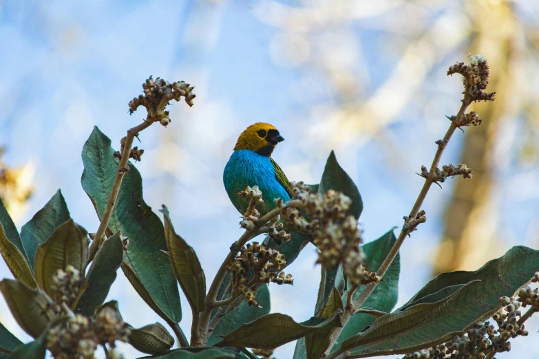 a blue and yellow bird sitting on top of a tree, a photo, trending on unsplash, australian bush, heavily ornamental, biodiversity heritage library, cyan and gold scheme