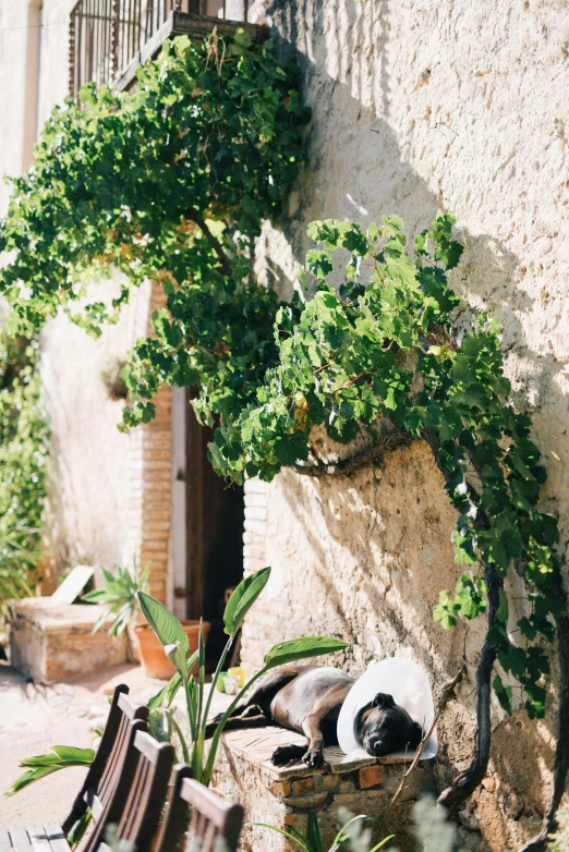 a cat sleeping on a table in front of a building, a still life, inspired by Marià Fortuny, trending on unsplash, made of vines, small path up to door, olive tree, summer light