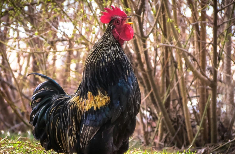 a rooster that is standing in the grass, a portrait, pixabay contest winner, black, 🦩🪐🐞👩🏻🦳, 2019 trending photo, supermodel