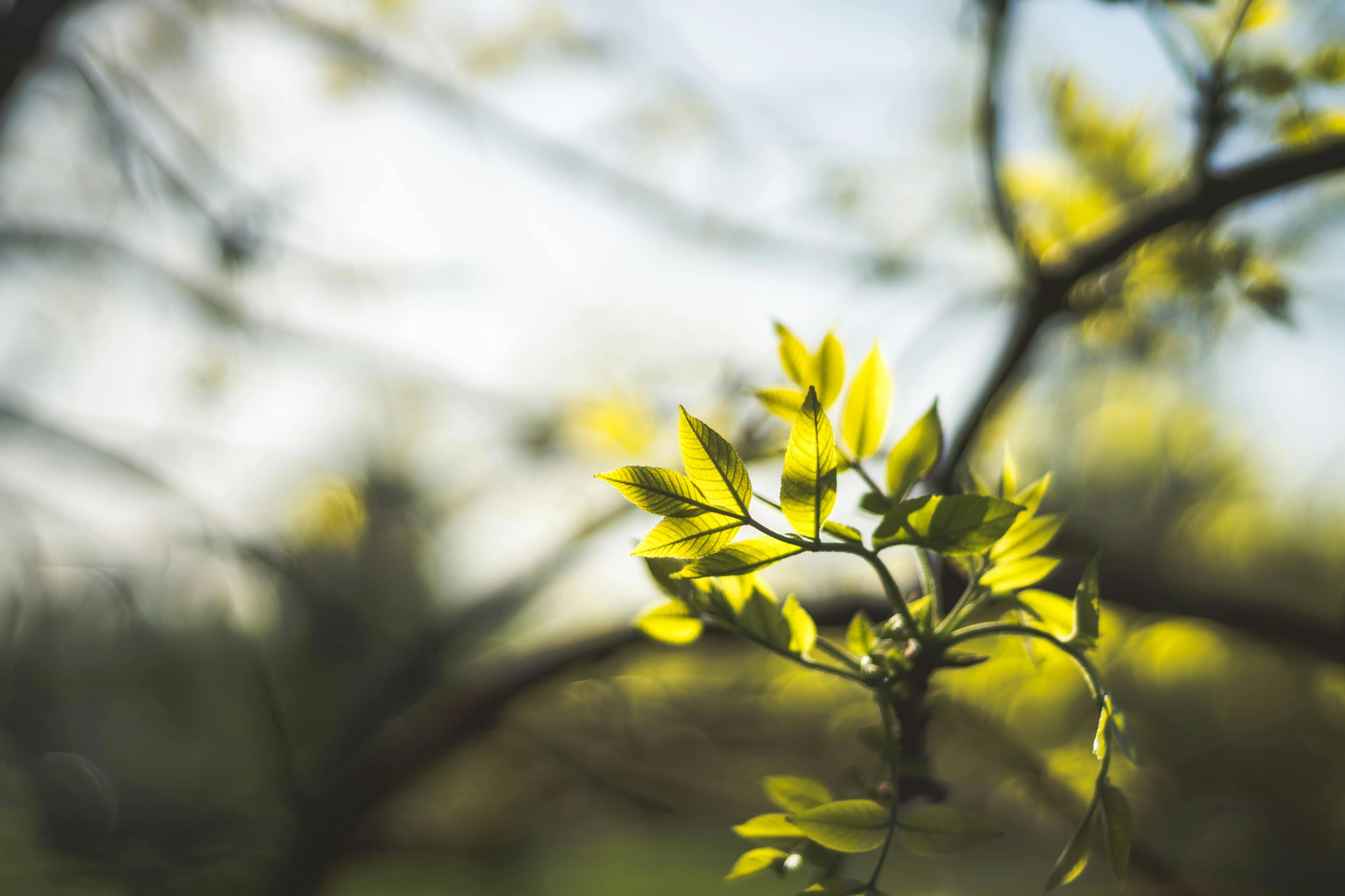 a close up of a tree branch with green leaves, trending on pexels, golden hour photo, paul barson, yellow and greens, cinematic shot ar 9:16 -n 6 -g