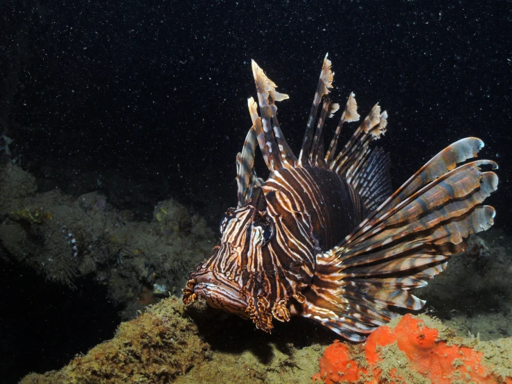 a close up of a fish on a body of water, very deep sea, at night, eagle coral, slide show