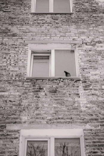 a black and white photo of a bird in a window, bricks, ninja cat, lonesome, window ( city )