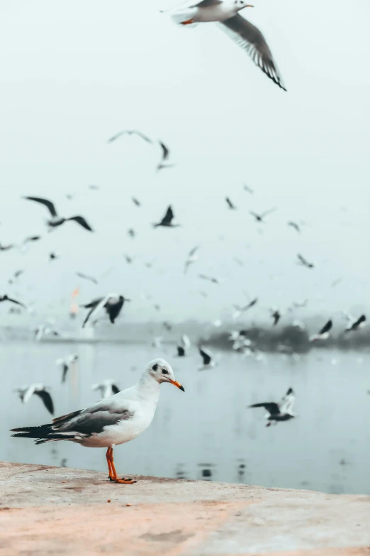 a flock of seagulls flying over a body of water, pexels contest winner, feeds on everything, overcast! cinematic focus, travelling through misty planes, trending on vsco