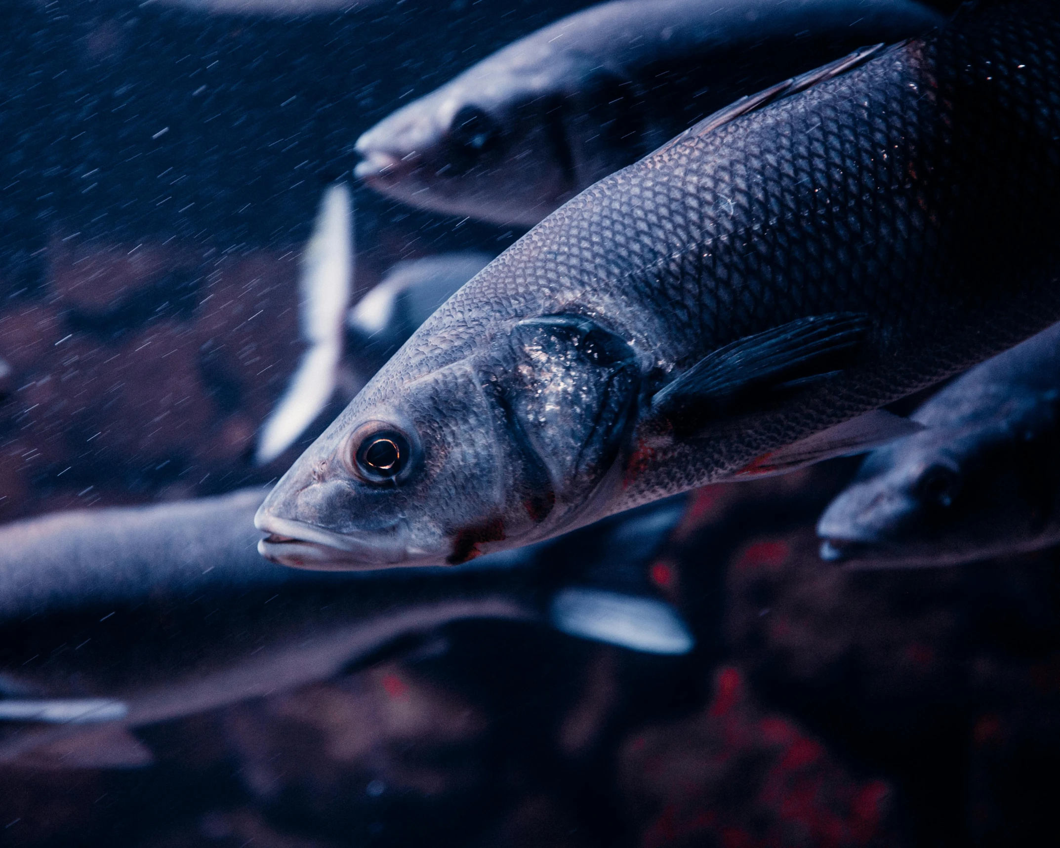 a group of fish swimming next to each other, by Adam Marczyński, pexels contest winner, closeup at the food, shades of blue and grey, thumbnail, dimly lit