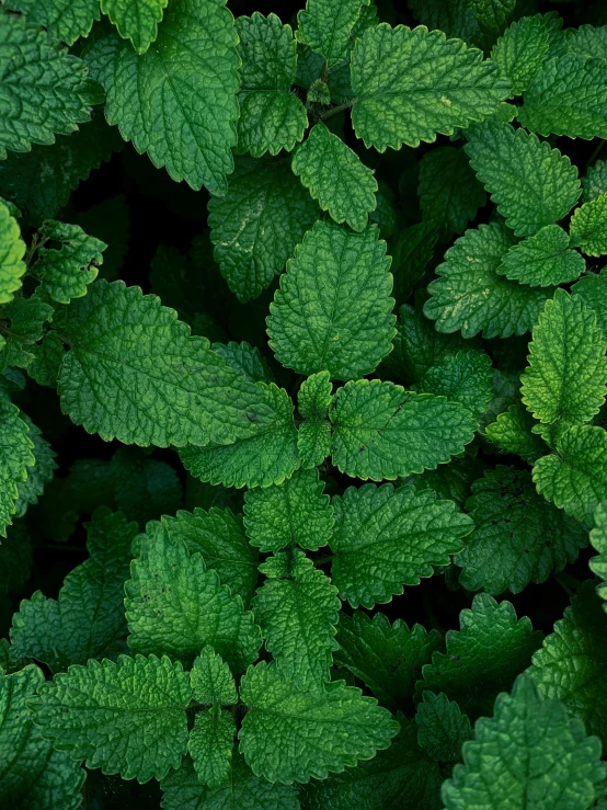 a close up of a bunch of green leaves, a digital rendering, unsplash, peppermint motif, vibrant.-h 704, verbena, high angle close up shot