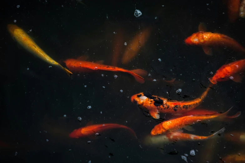 a group of koi fish swimming in a pond, an album cover, by Adam Marczyński, trending on pexels, red gold black, color ( sony a 7 r iv, eating, infinite