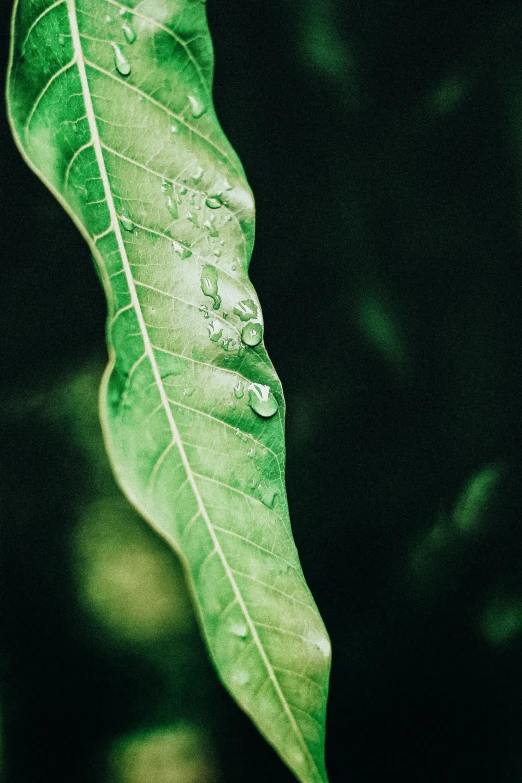 a green leaf with water drops on it, inspired by Elsa Bleda, trending on unsplash, photorealism, multiple stories, tall, album, it\'s name is greeny