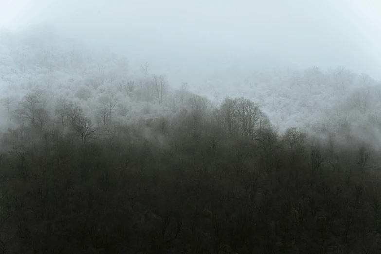 a herd of cattle standing on top of a lush green field, inspired by Elsa Bleda, unsplash contest winner, tonalism, winter forest, snowstorm ::5, looking over west virginia, dark and white