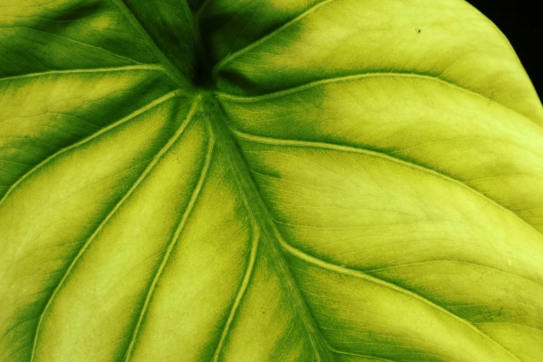 a close up of a leaf of a plant, unsplash, yellow and green scheme, taken on iphone 14 pro, wrinkly, rectangle