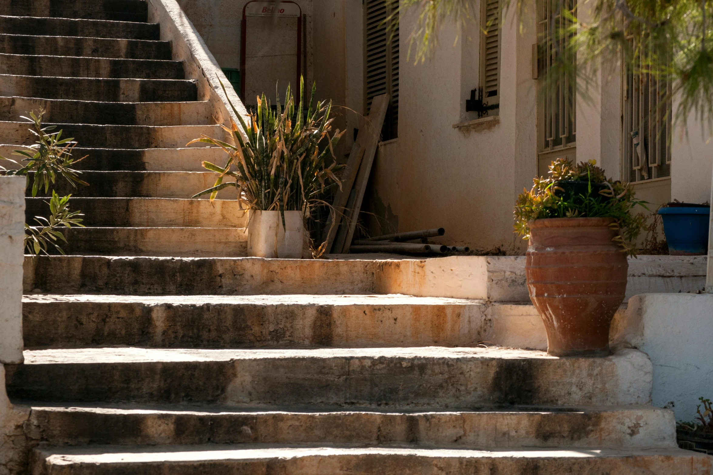 a cat sitting on the steps of a building, by Daniel Seghers, pexels contest winner, large potted plant, rust and plaster materials, limestone, light coming from the entrance