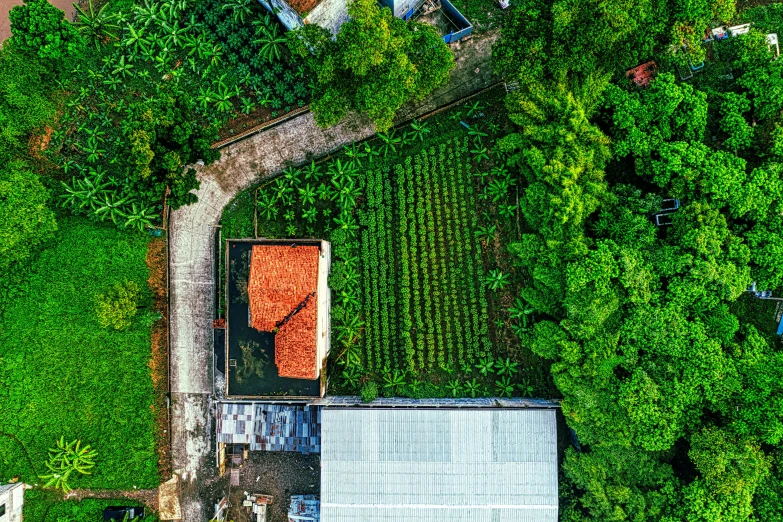 an aerial view of a house surrounded by trees, by Daniel Lieske, pexels contest winner, rows of lush crops, vietnam, thumbnail, in a suburban backyard