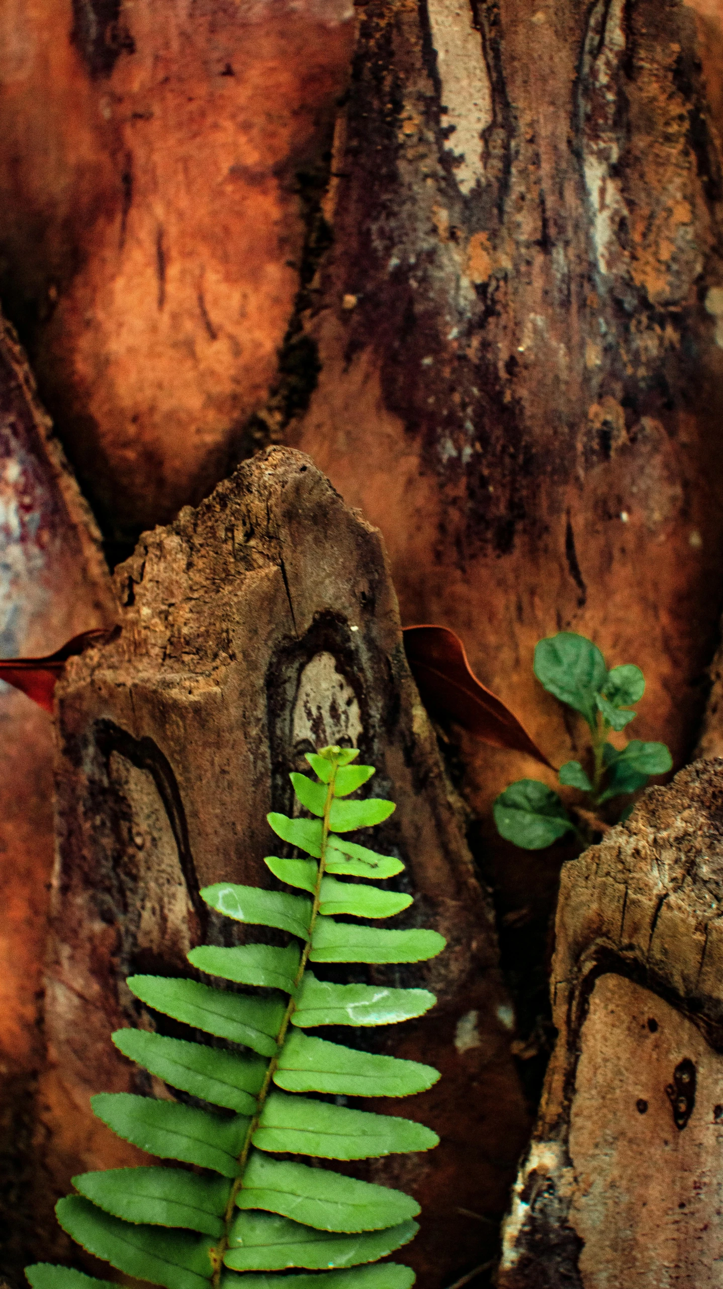 a close up of a tree trunk with a plant growing out of it, by Basuki Abdullah, vivarium, 15081959 21121991 01012000 4k, rustic wood, flame ferns